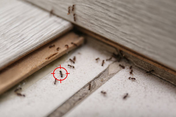 Best Pest Inspection Near Me  in Mikes, TX