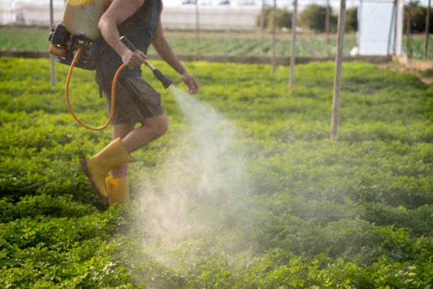 Best Pest Control Near Me  in Mikes, TX