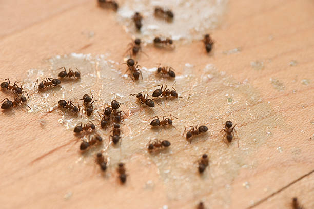 Best Wildlife Control Services  in Mikes, TX