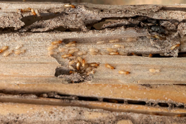 Best Residential Pest Control  in Mikes, TX